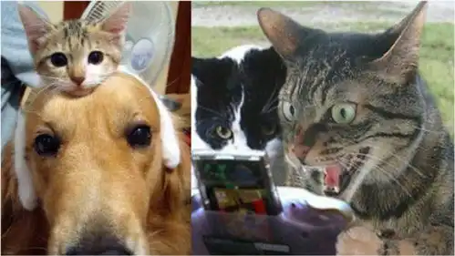 猫狗双全萌宠搞怪爆笑锦集,逗比戏精宠物天天欢乐多开心