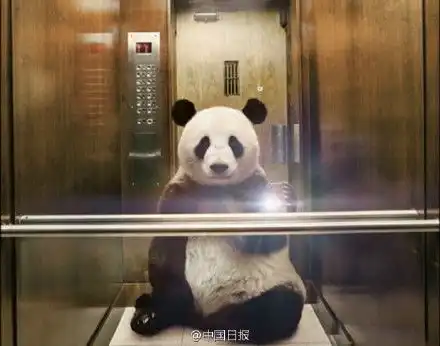 可爱动物自拍照搞笑图片搞笑动物自拍照