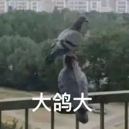 鸽子表情包合集洗个澡就出门嗷