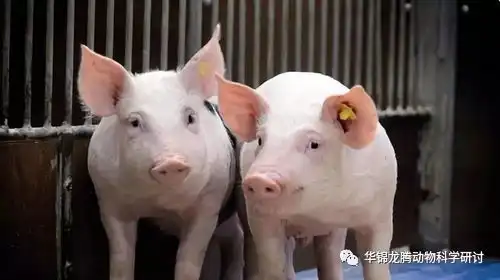 关于非洲猪瘟的五大谣言