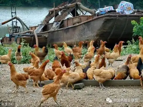 2019养殖业如何开局看三个养殖户转型的样本