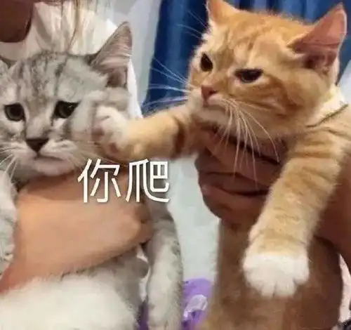表情包合集这么无聊的日子,确定不约我嘛