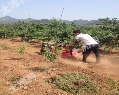 北京平谷区6亩果园转包
