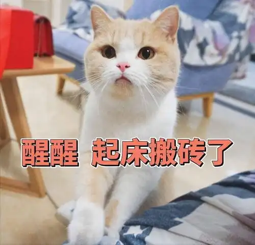不要把养猫神圣化,害处也不少,劝你谨慎饲养