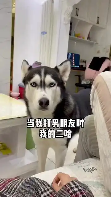 哈士奇太搞笑