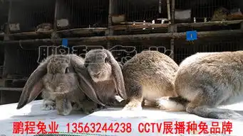 甘肃塞北兔繁育基地直销供应商价格多少钱