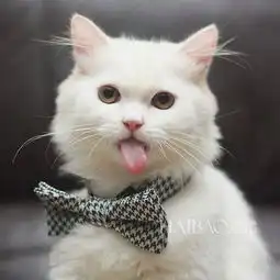一只超爱吐舌头的猫,表情比人还多快资讯