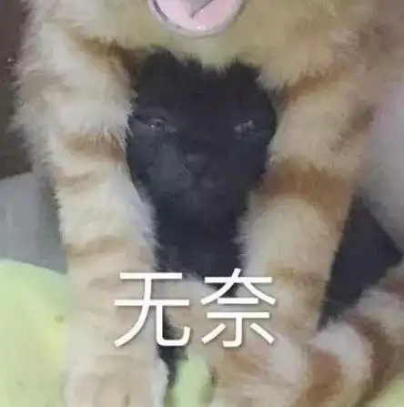 把橘猫寄养在男友家第二天收到一张照片发现里面暗藏的玄机后笑喷了