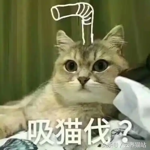 猫咪真是行走的表情包啊还有谁比它们更逗逼