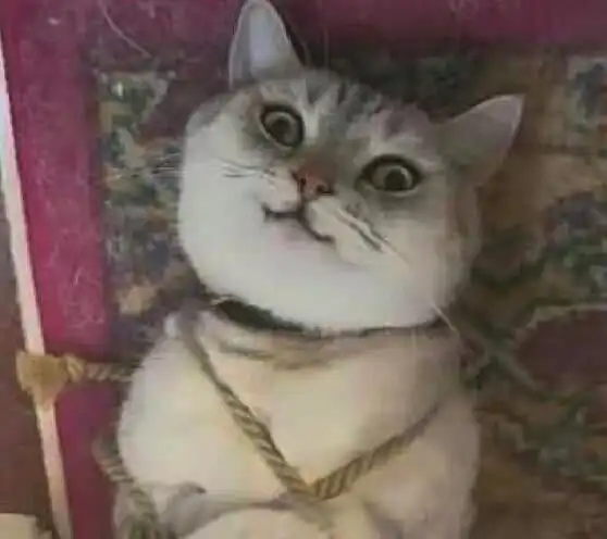 猫咪不肯打驱虫药,主人把猫咪五花大绑,猫咪这表情谁能体会