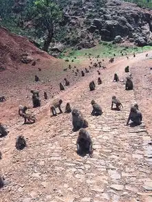 测试一个超长简介的文章