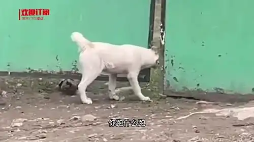 狗你这哪是遛狗呢,明明是拿我开道儿呢年度搞笑沙雕派对