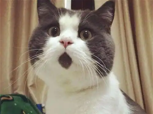16张猫咪搞笑图片,让你了解什么叫浑身是戏