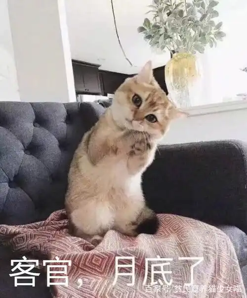 老板,给我来一杯猫咪那些再次证明猫咪是液体的证据,不服不行