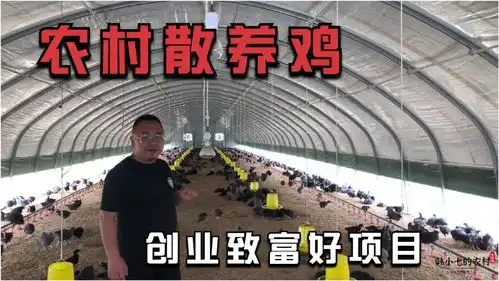 小伙回农村创业养殖散养鸡,几百平方的大棚现代化喂养年入几十万