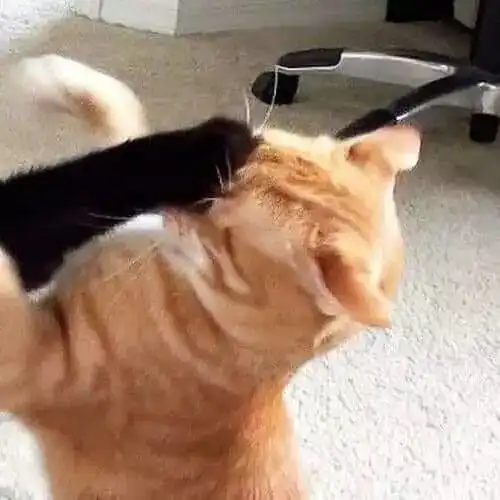 一组猫咪的情侣头像,够沙雕