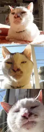 萌宠哈哈哈最近超火的表情包就是它可爱的羊羹君,有猫吸就不错了,别挑三拣四的