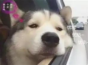七夕到了二哈却失恋了,一脸忧郁不是说好这辈子一起拆家吗