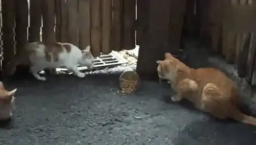 墙上站着一只流浪猫,脸上充满警惕的表情,害怕人类伤害自己