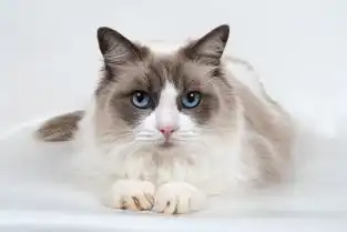 这只火遍国内的猫咪表情包竟然来自国外