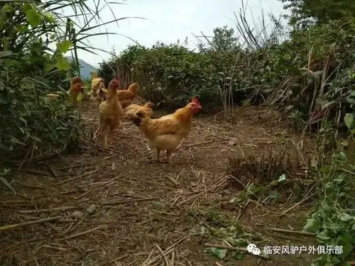 10月14周六洪岭百公塘农场休闲腐败一日游,特色土鸡,锅巴等你来