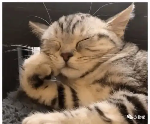 猫咪有这些行为,才算把你当主人了,你被它认可了吗