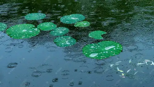 雨季荷叶上午荷叶湖水雨季摄影图配图高清摄影大图千库网