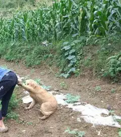 搞怪情侣头像