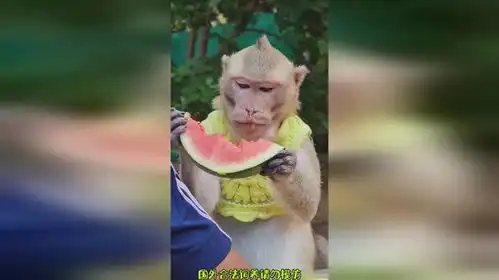 切个西瓜给猴哥搞笑猴子