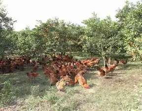 养鸡达人看湖北黎明利用553模式在林间养鸡收获双重利润
