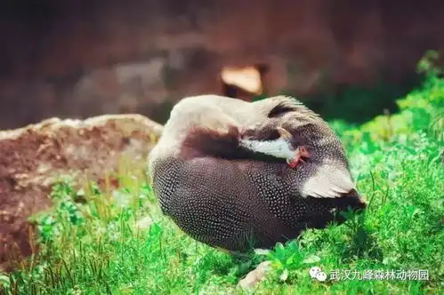 神奇动物在哪里别找了,其实它就潜伏在你身边