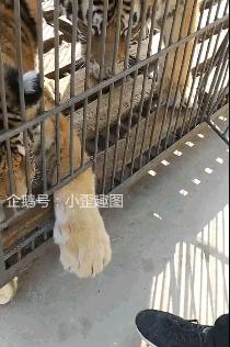 测试一个超长简介的文章