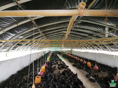 养鸡用什么大棚膜