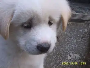 卖萌什么的最可爱了动物卖萌图集六