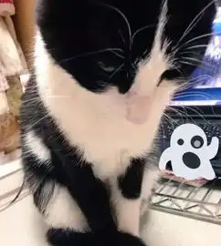 一堆怪癖猫排行,真是超稀奇,超沙雕
