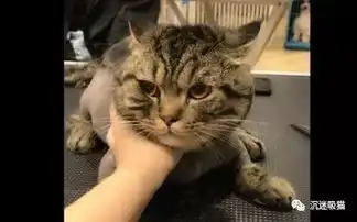 沉迷吸猫为什么掐住猫脖子后面的肉,猫就动不了了猫还有哪些弱点