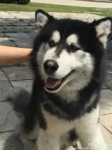 阿拉斯加犬和哈士奇的杂交是什么样有照片吗