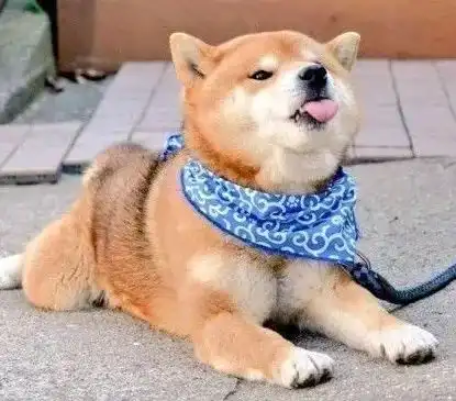 测试一个超长简介的文章