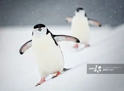 摄影图片