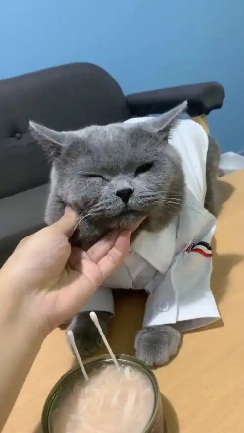 猫咪过生日,看主人如何对待它的,瞧它的小表情搞笑了