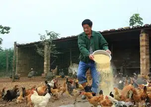 农村老人种果树养鸡年入70万带村民致富