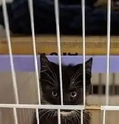 主人吃小鱼干,猫咪伸爪被打开,猫咪的表情太有戏小气鬼