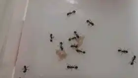 工匠收获蚁2020.8.12