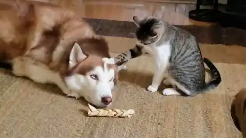 手贱的猫咪非要摸哈士奇的头,下一秒别笑,镜头记录有趣画面