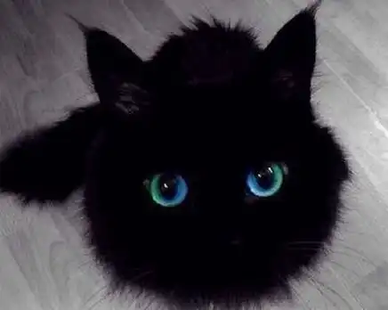 养猫真的会出现幻觉你一不小心就哈哈哈太沙雕了