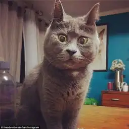 小猫患脑积水反成网红吃惊表情别具一格凤凰财经