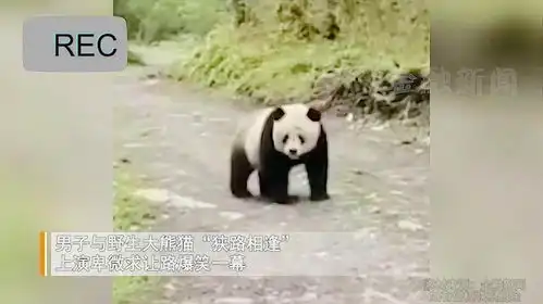 男子遇野生熊猫大佬,卑微求放过开口爆笑,熊猫反应绝了