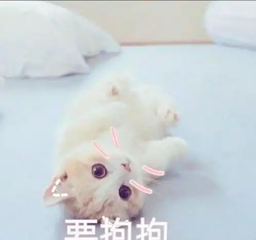 超萌猫咪表情包,网恋居家必备良品,走过路过千万不要错过哦