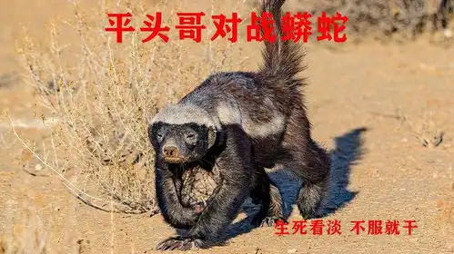平头哥激战蟒蛇,胡狼兄弟前来趁火打劫,平头哥以一敌三完胜