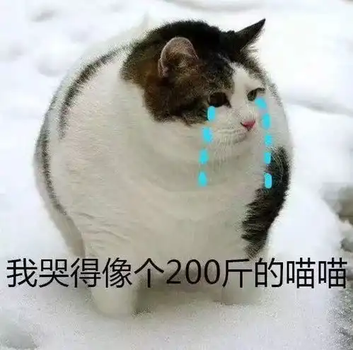 猫咪表情包干啥啥不行,睡觉第一名养猫